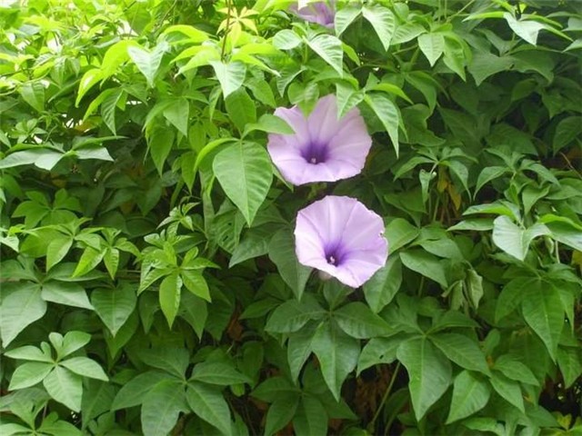 Tetrastigma